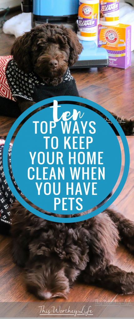 10 Top Ways To Keep Your Home Clean When You Have Pets